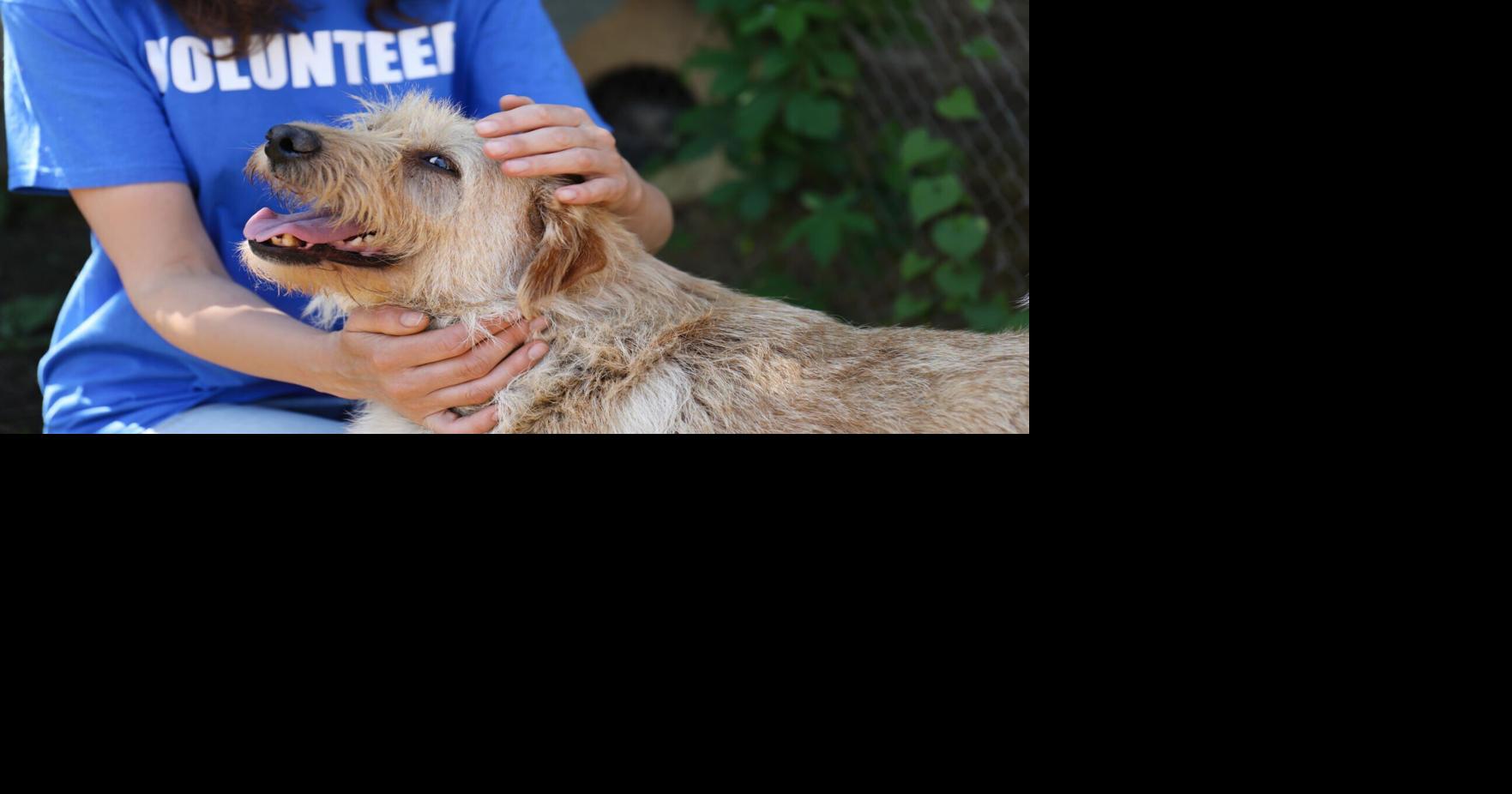 Be a champion for the underdogs 12 tips for helping homeless pets, rescues and shelters