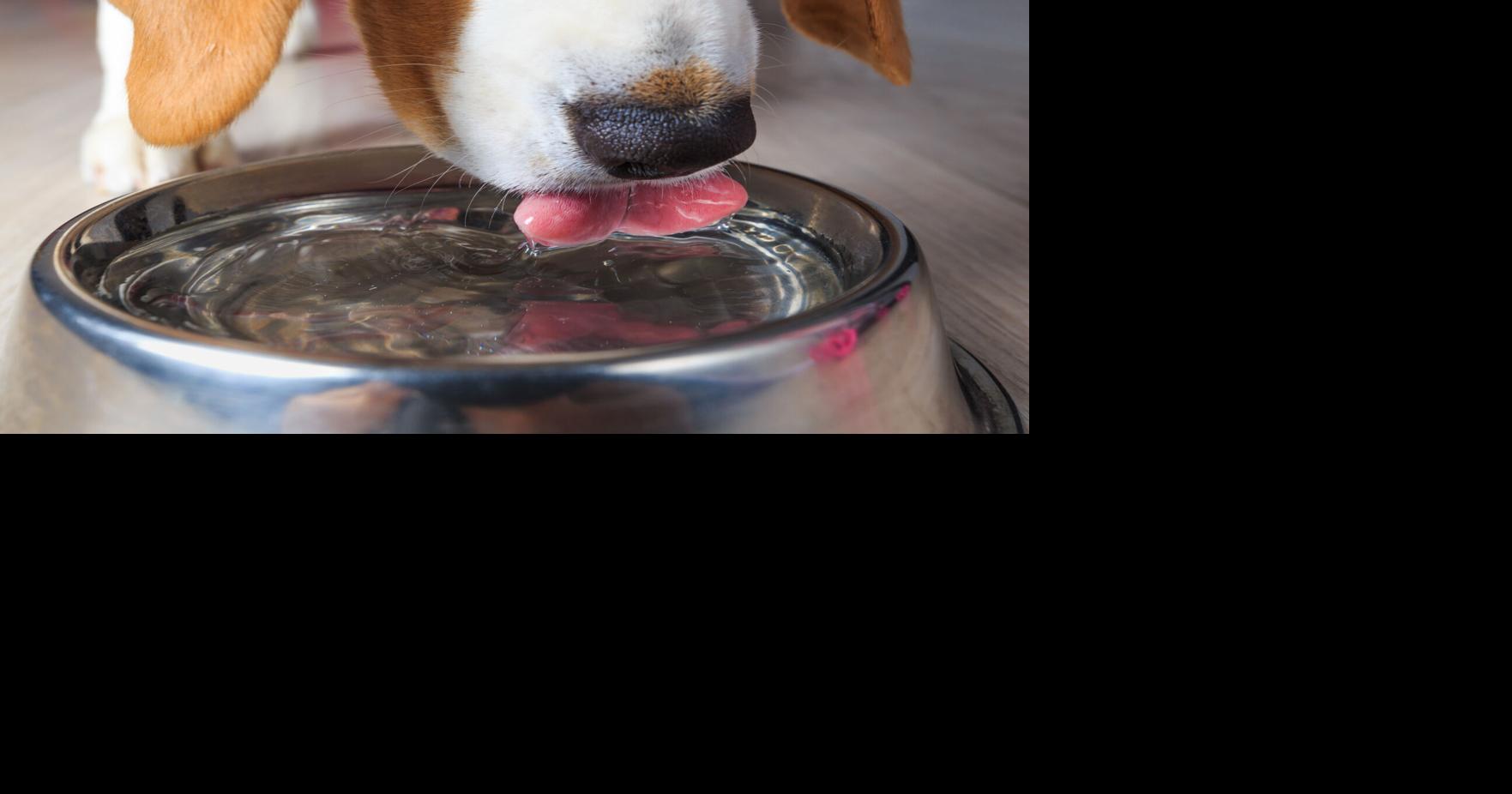New product may be the answer for sloppy drinking dogs