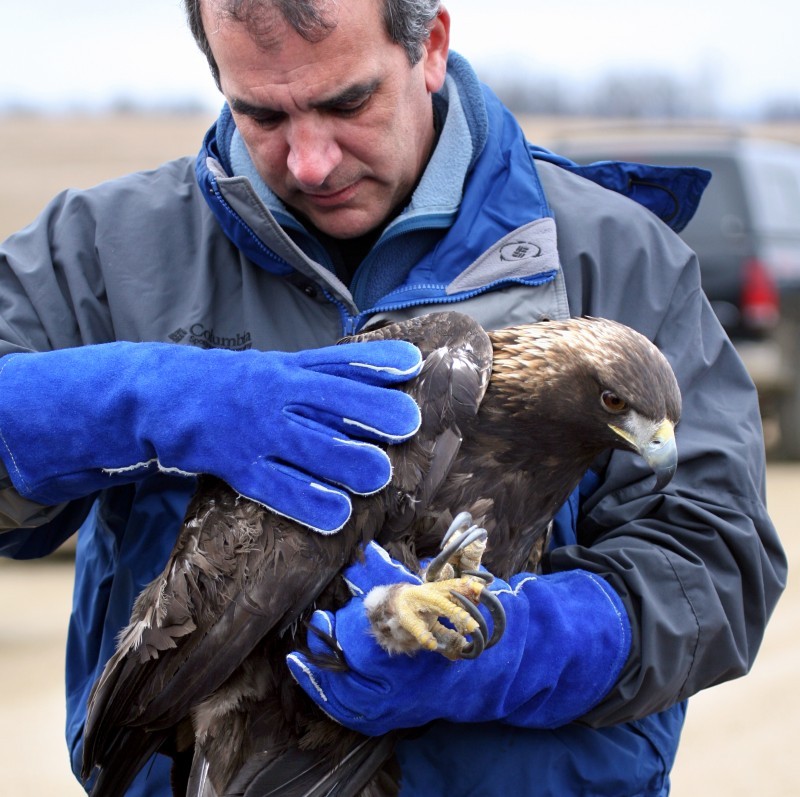 Golden Eagles Not So Rare After All Local News Madisoncom