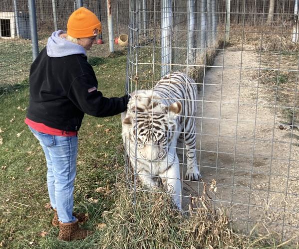 Winter comes for Wisconsin's big cats at Sauk County rescue Winter comes for Wisconsin's big cats at Sauk County rescue