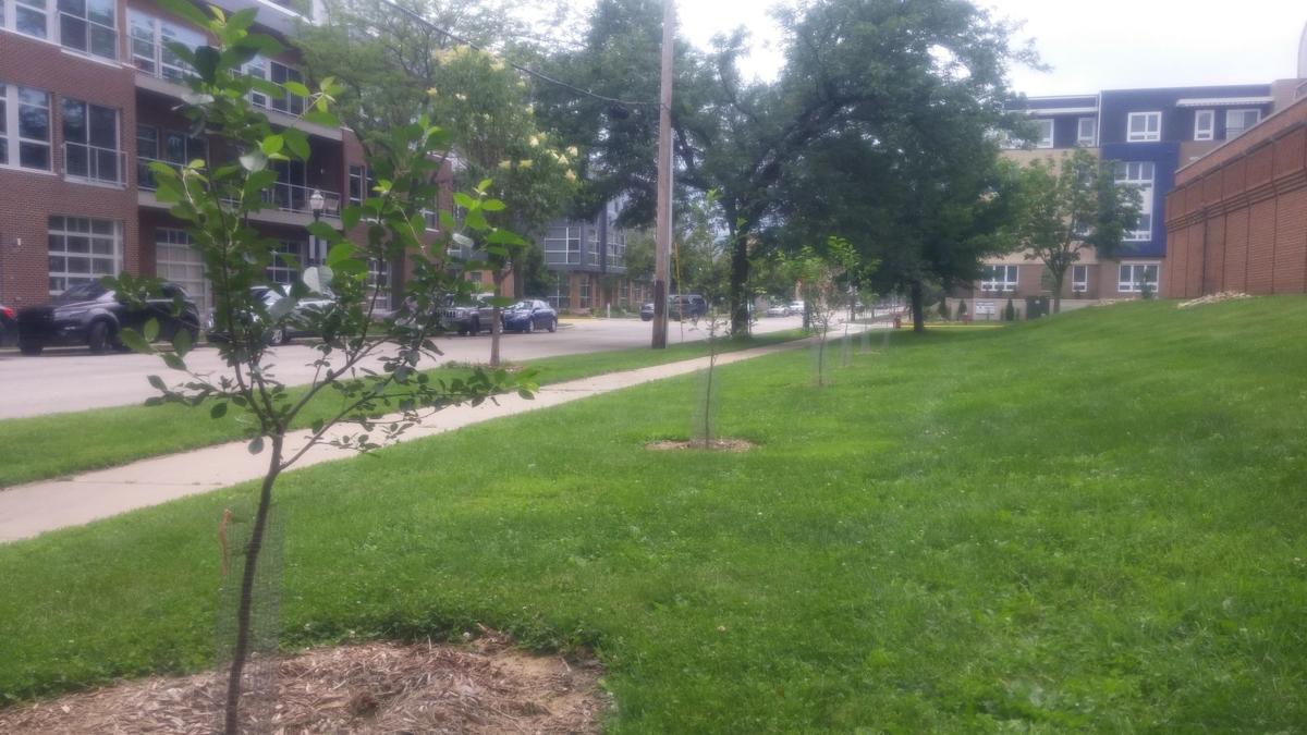 catching up madison s edible landscaping program sees few
