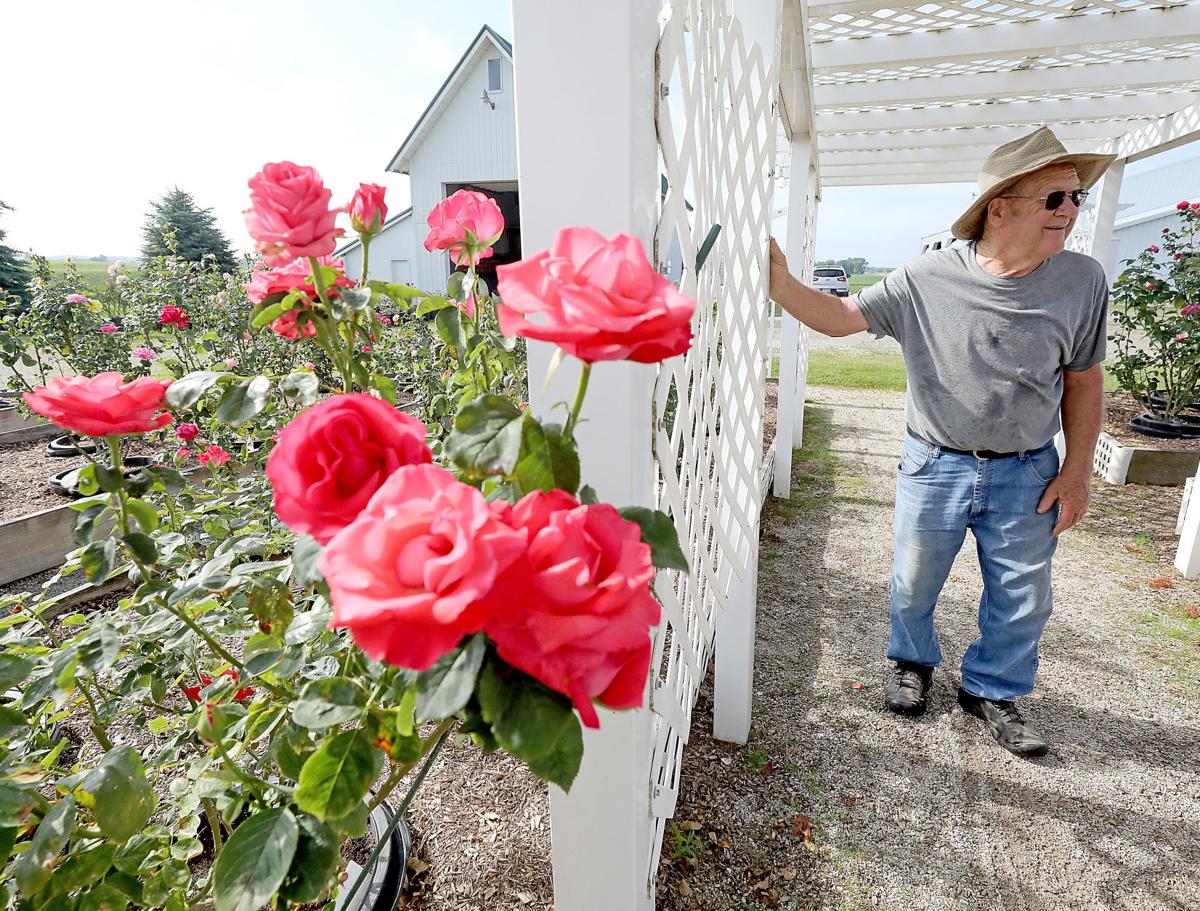 Wisconsin Man Planted Small Rose Garden In Honor Of His Wife Now It Draws Thousands Local News Madison Com