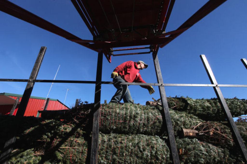 josh hess of the steigerwaldt tree farm in tomahawk arranges fraser fir trees destined for buyers in louisiana as part of a purchase agreement with happs - Christmas Tree Farm Louisiana josh hess of the steigerwaldt tree farm in tomahawk arranges fraser fir trees destined for buyers in louisiana as part of a purchase agreement with happs - Christmas Tree Farm Louisiana