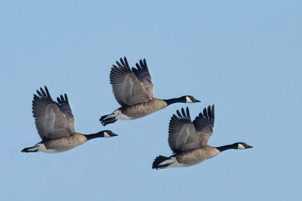 Early Goose Hunting Season Opens Sept. 1