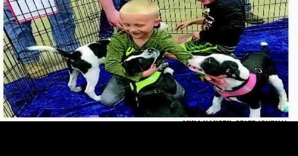 Pets in foster care look for second chances