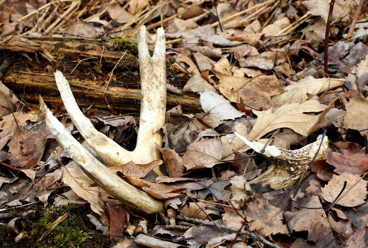 Gary Engberg: No snow? Time to hunt for shed antlers