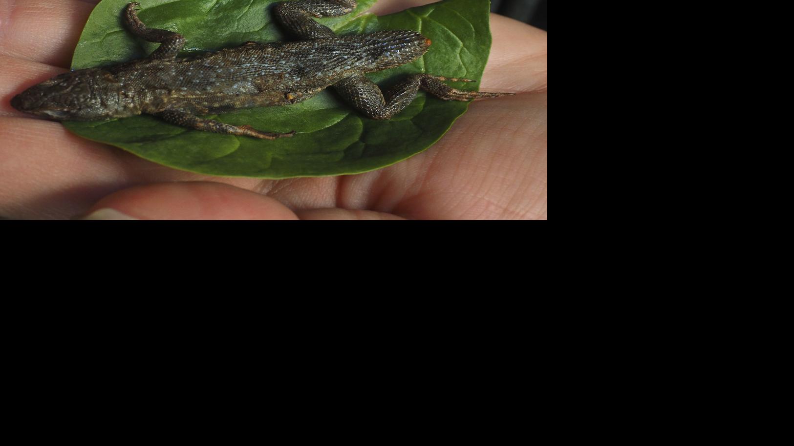 This Week In Odd News Lady Doritos And Lizard Filled Lettuce
