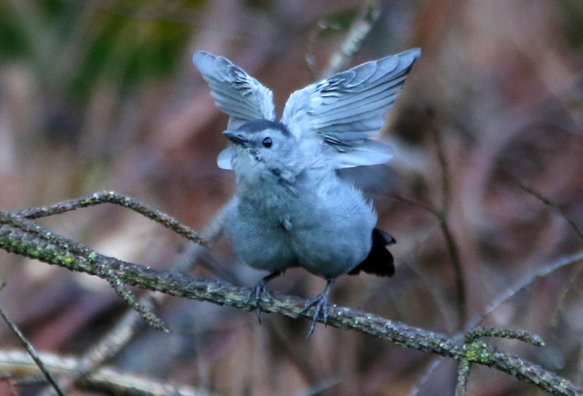 Catbird