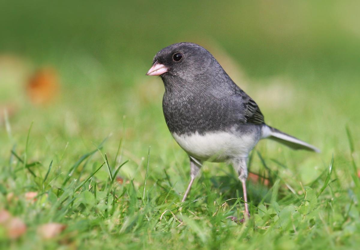 Patrick Durkin Dark Eyed Juncos Harbinger Of Winter Outdoors Madison Com