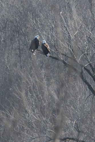 No eagle release but free tours of eagle areas planned for Sauk Prairie