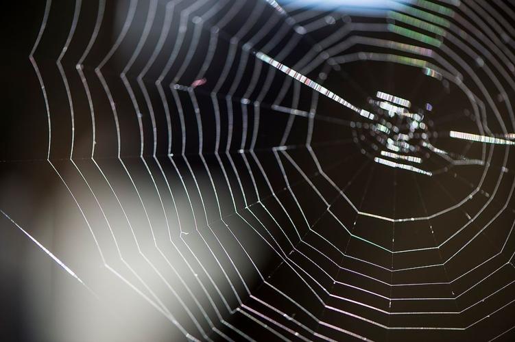 Blue Sky Science How is spider silk made?