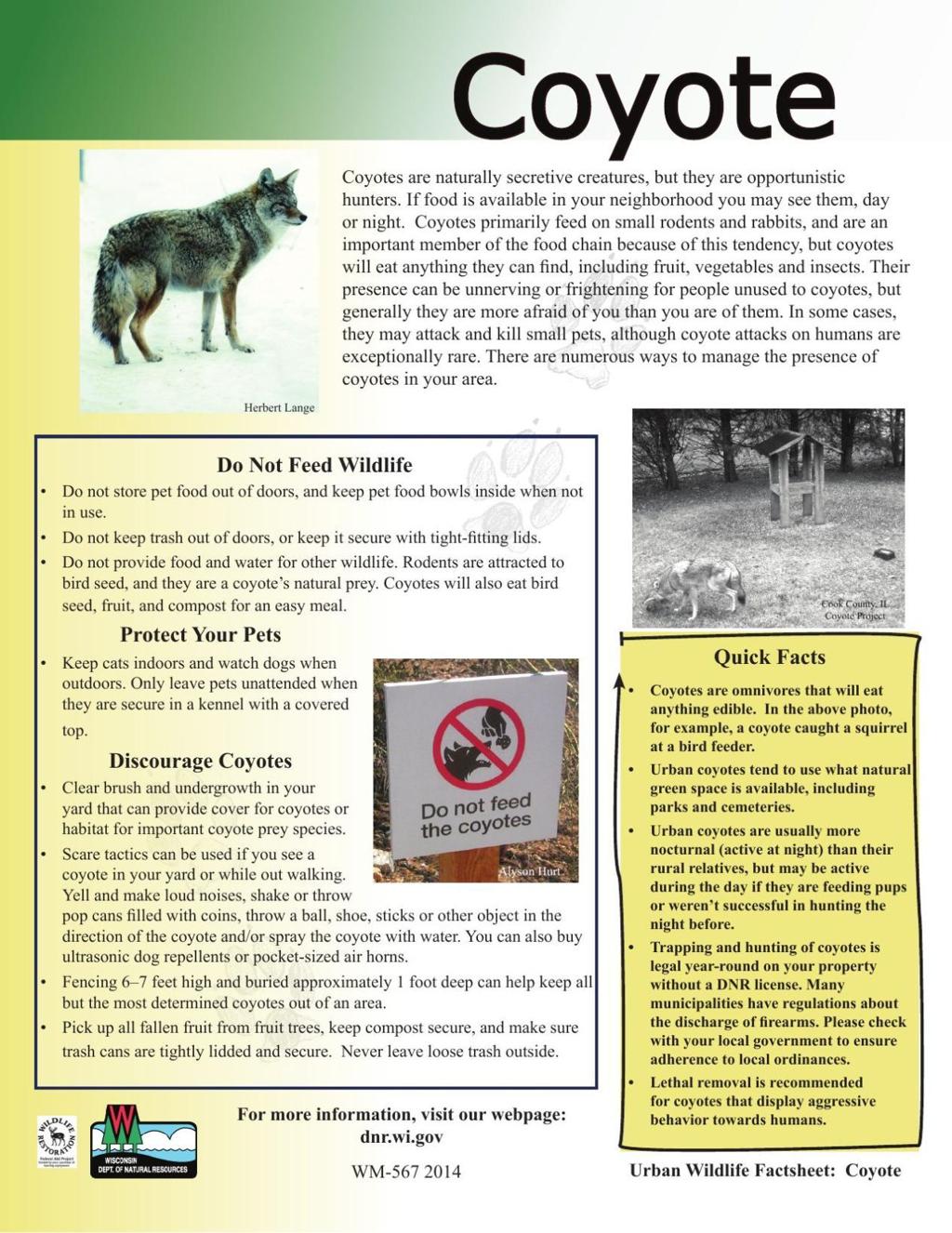 coyotes animals facts on Coyote Attacks Put Madison East Side Pet Owners On Edge Local News Madison Com