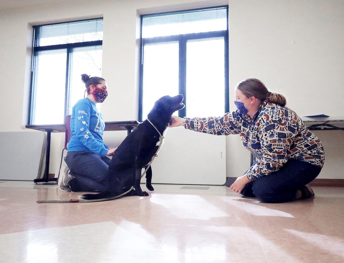 Pet Adoptions