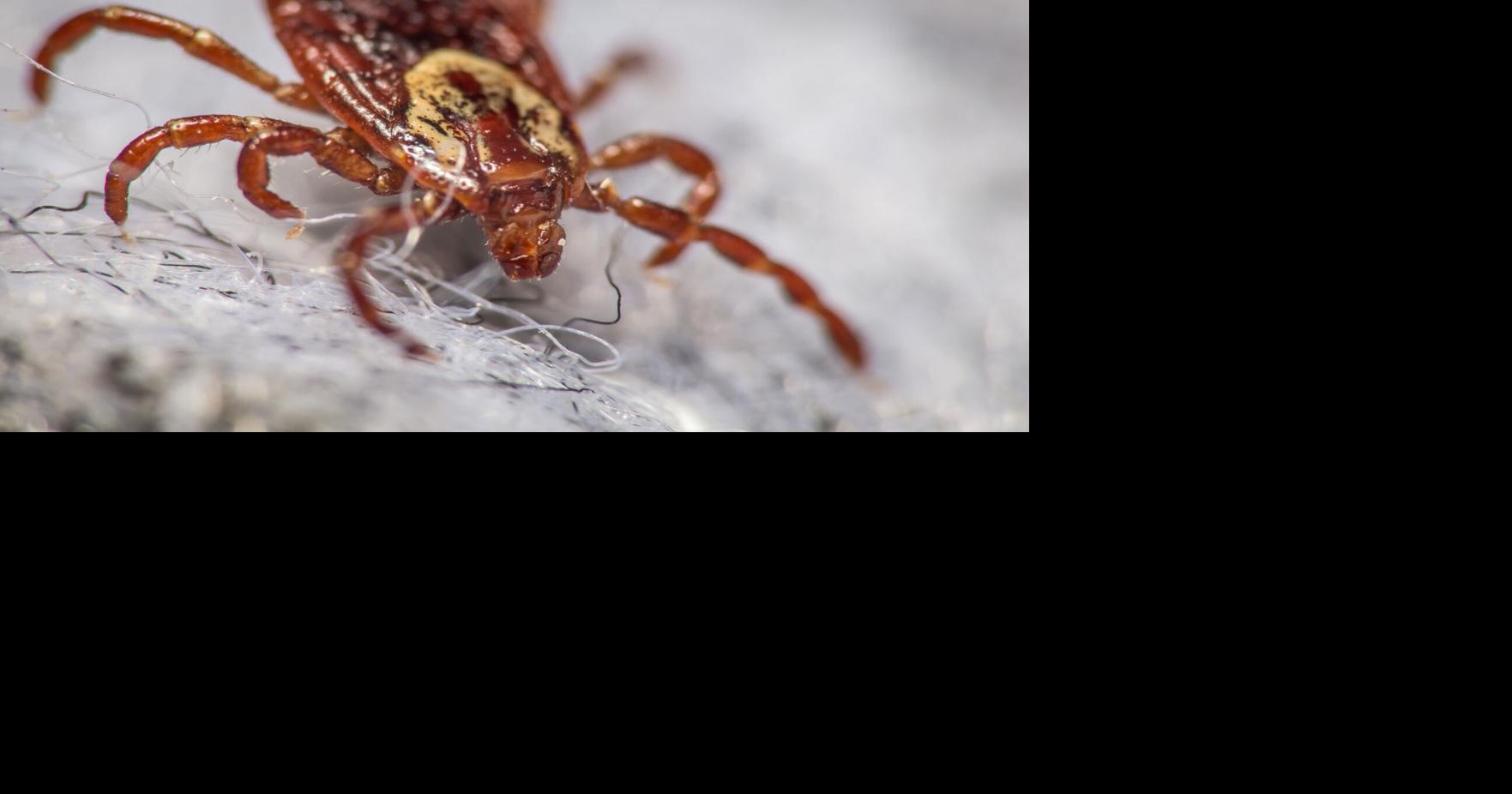 Wood ticks have been unusually active in southern Wisconsin this spring