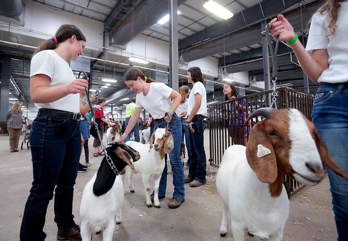 'Exotic' spin to typical farm animals helps exhibitors stand out at
