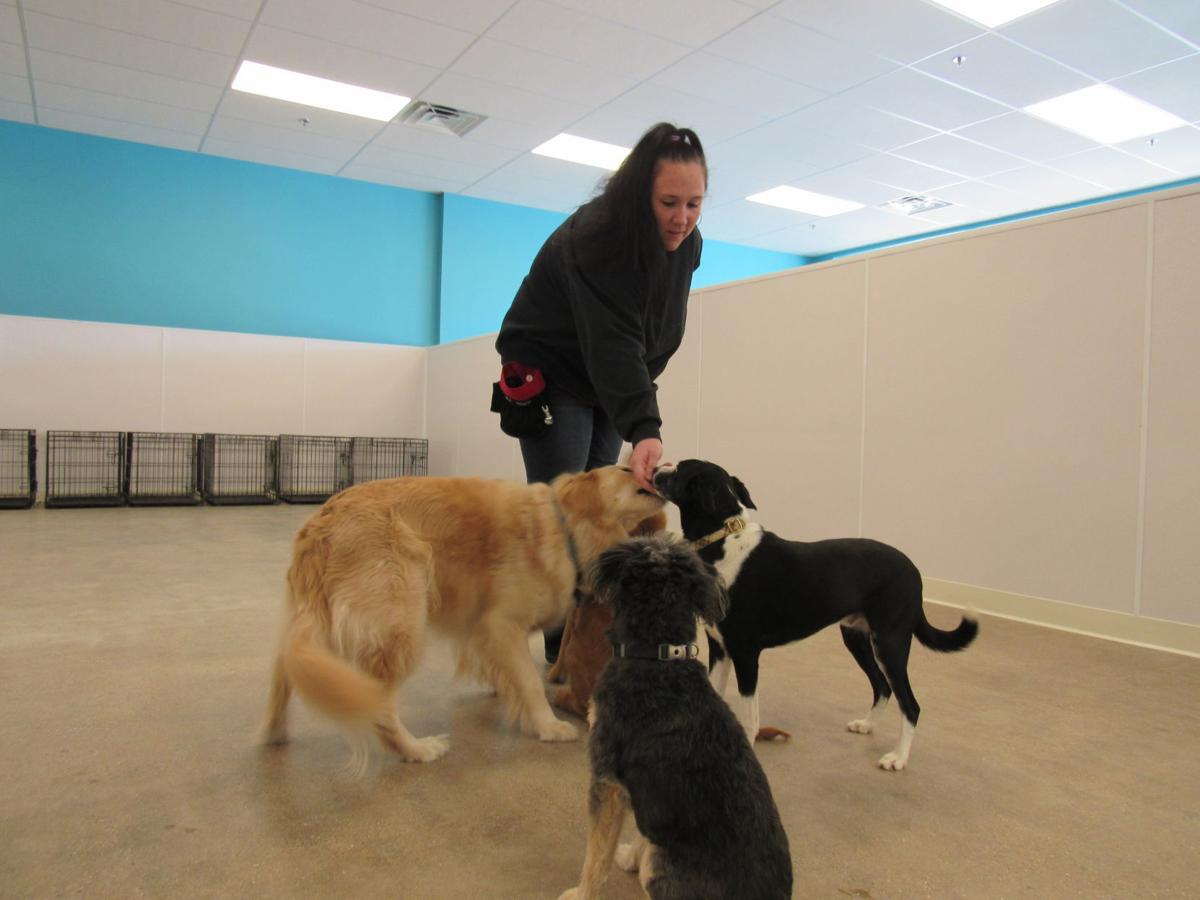 Dog Dog An Urban Daycare Facility Opens As Owner S Husband Works To Open A Restaurant Business News Madison Com