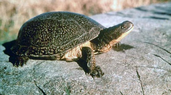 Blanding's turtle