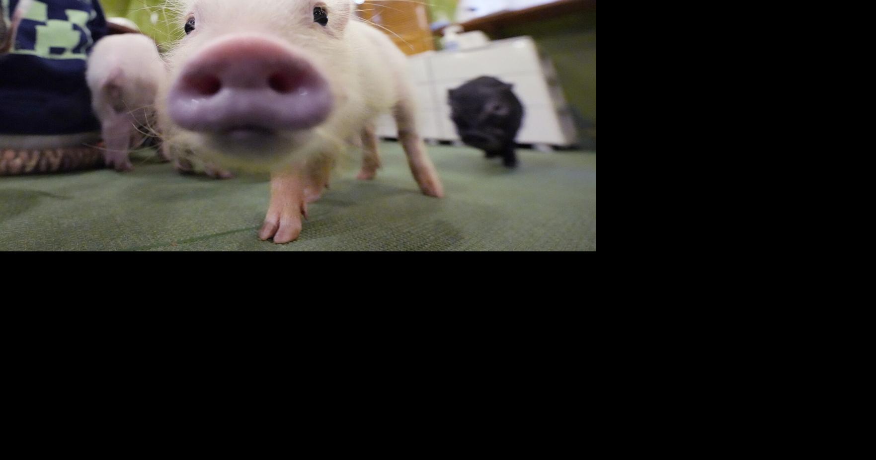 Photos: Japanese cafés let customers cuddle with pigs