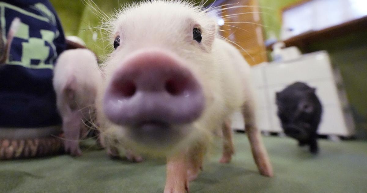 Photos: Japanese cafés let customers cuddle with pigs