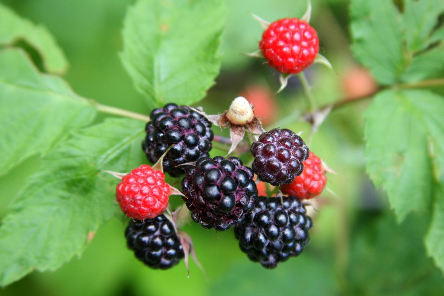 Wildberries ягода. Berry picking. Wildberries ежевика. Wildberry Berry. Wildberry что за ягода.