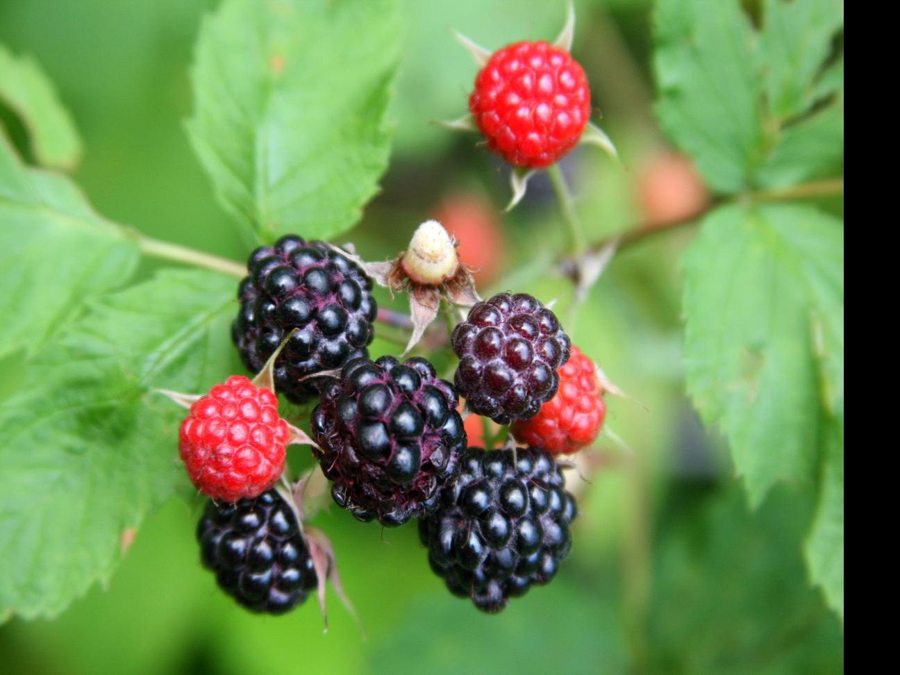 Jerry Davis There S More To Picking Wild Berries Than Picking Berries Outdoors Madison Com