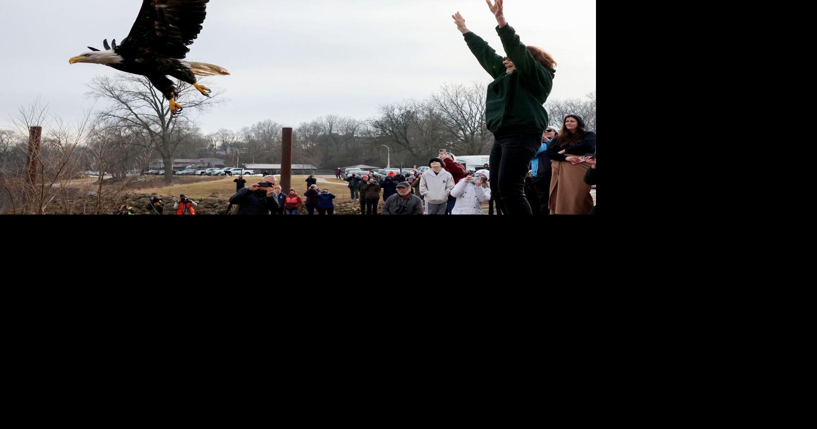 Bald Eagle Watching Days Celebrate 1,700-Pair Conservation Triumph
