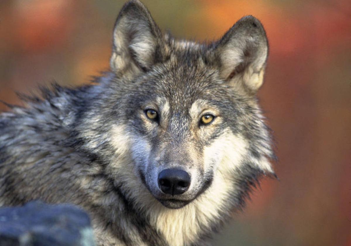 Wolves Great Lakes