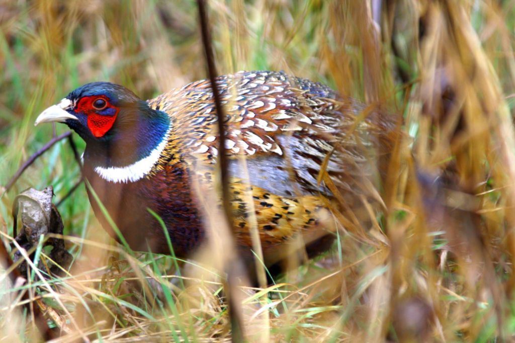 Gary Engberg Finding pheasants after opener