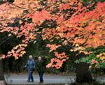 AUTUMN ARRAY