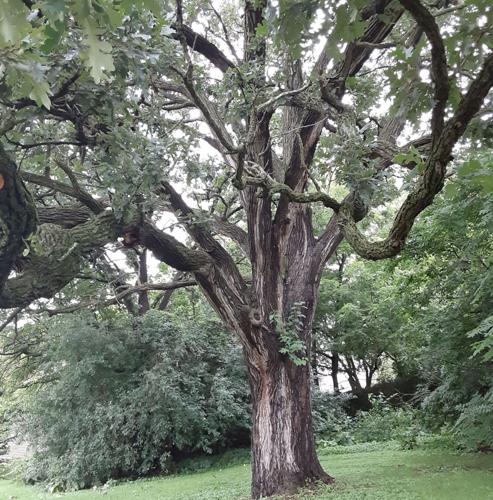Trees in Fitchburg
