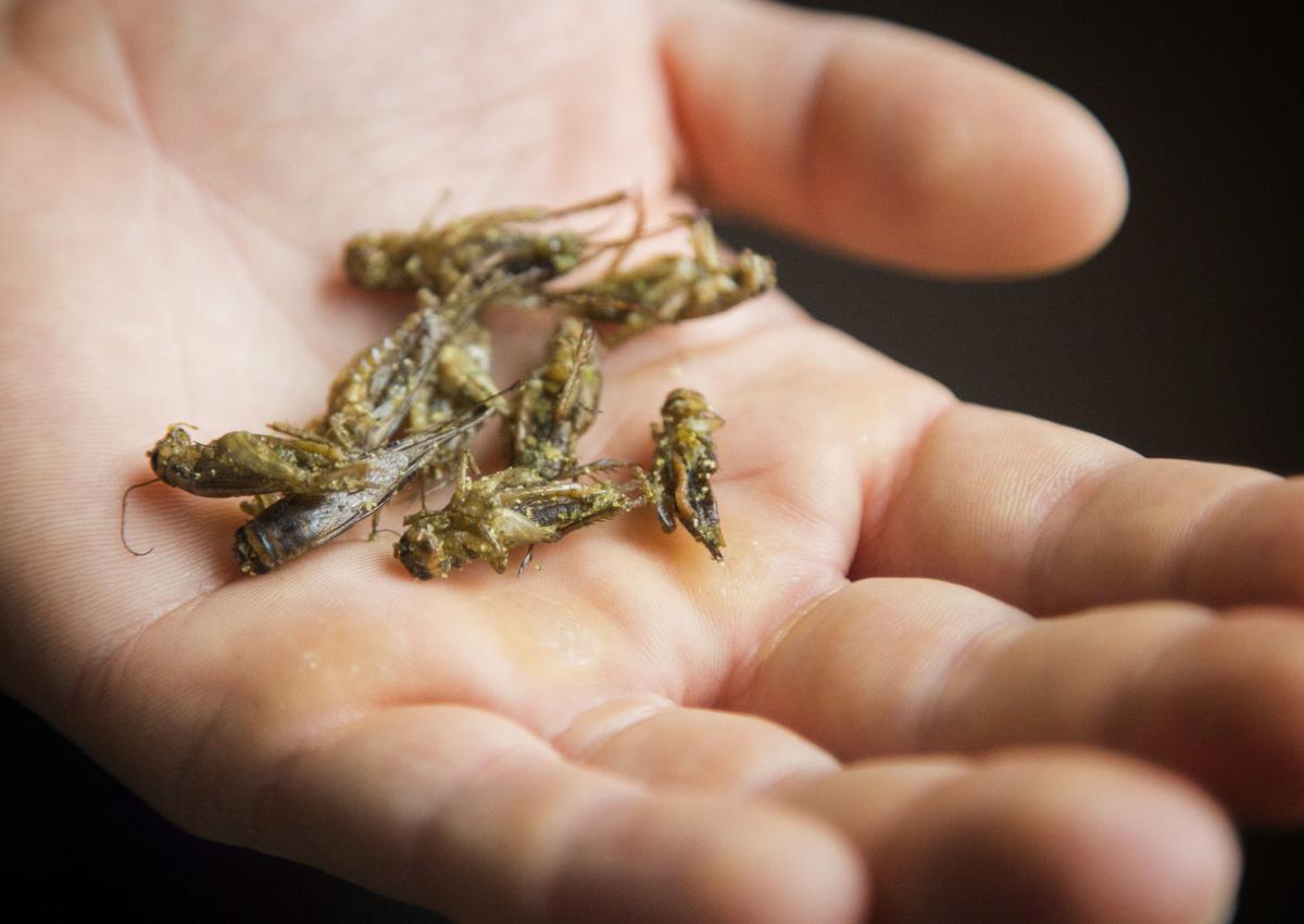 Edible insects -- crickets in hand (copy)