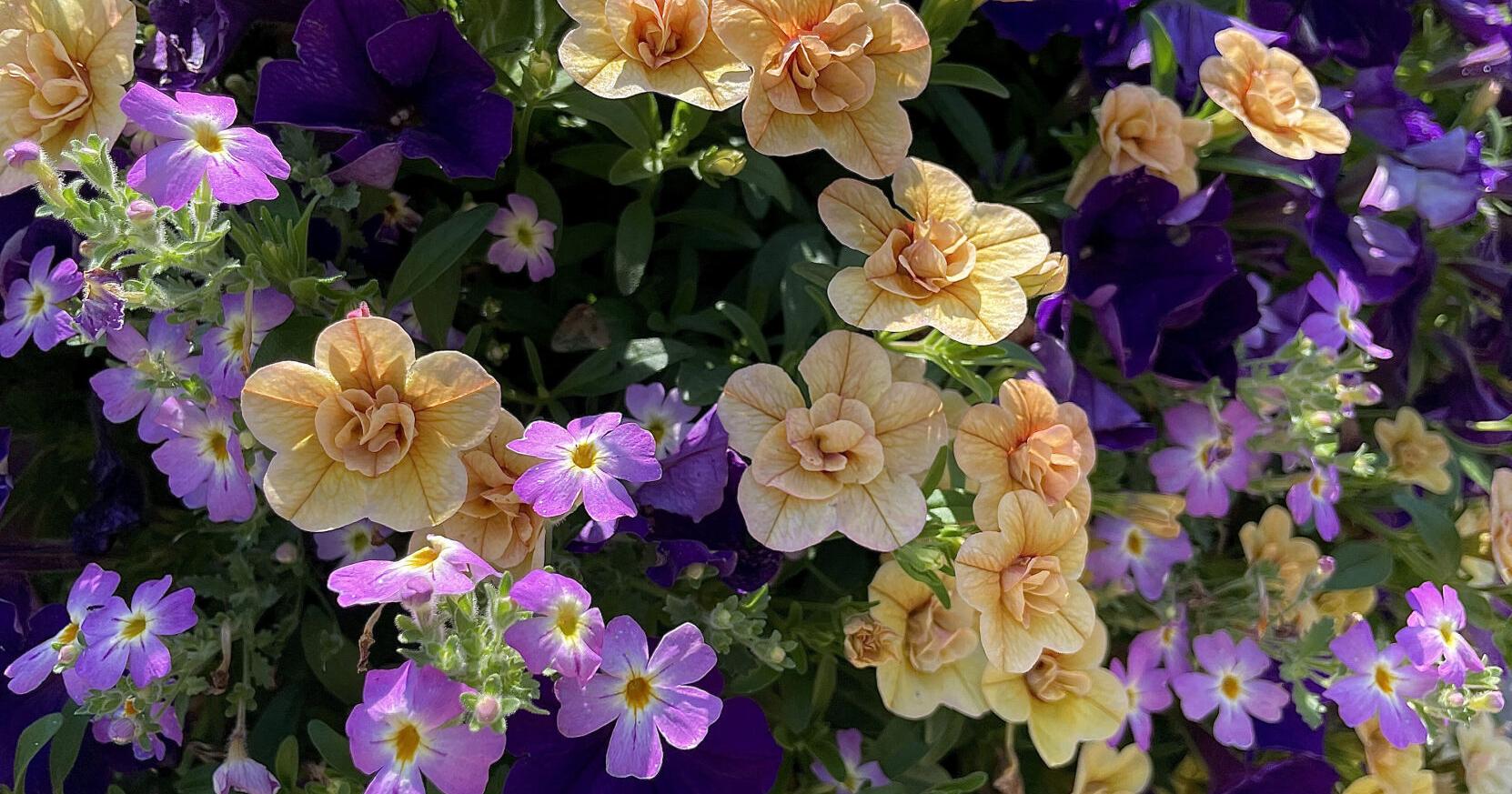 On Gardening: Safari in your garden with South African phlox - Vimarsana News
