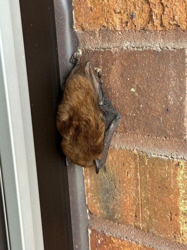 Wisconsin's baby bats are learning to fly. Why some end up in homes