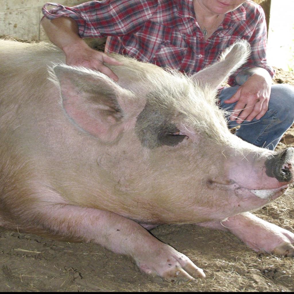 As Animal Sanctuary Folds Pigs Seek A Home Local News Madison Com