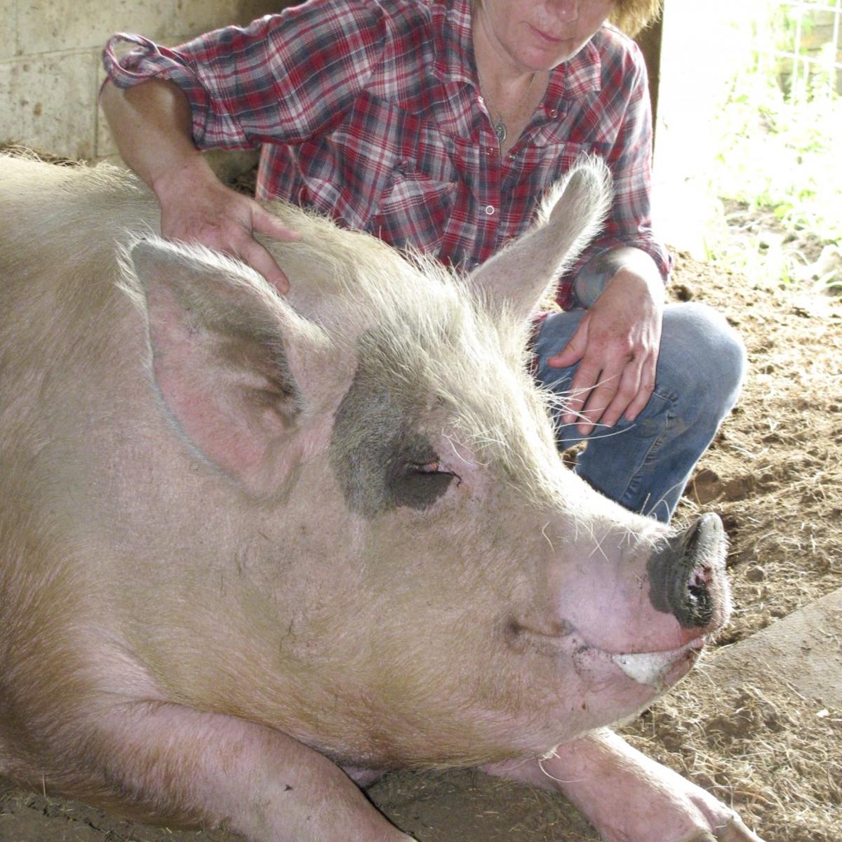 As Animal Sanctuary Folds Pigs Seek A Home Local News Madison Com