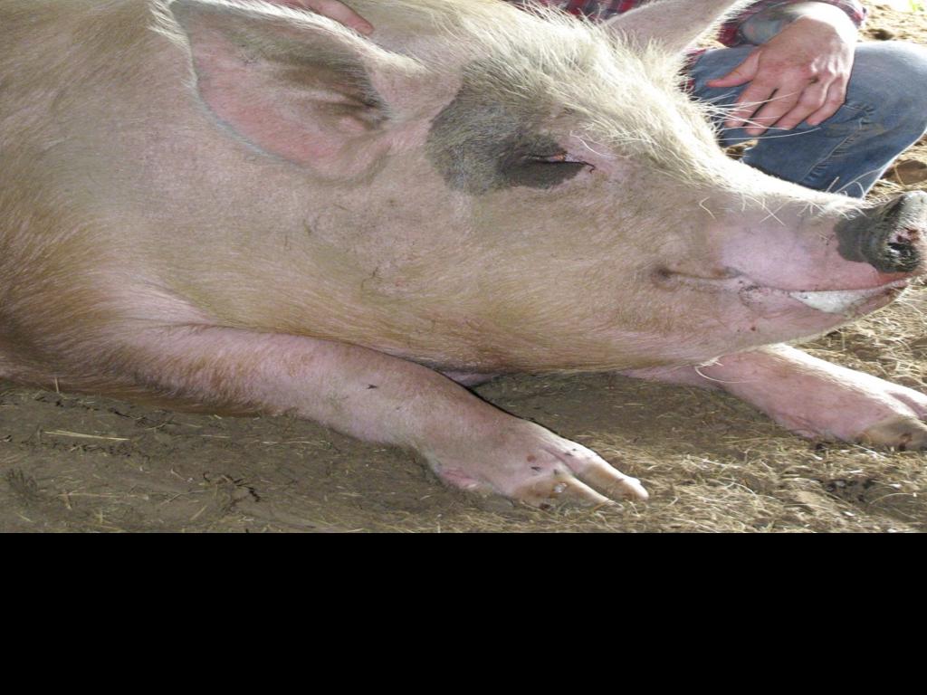 As Animal Sanctuary Folds Pigs Seek A Home Local News Madison Com