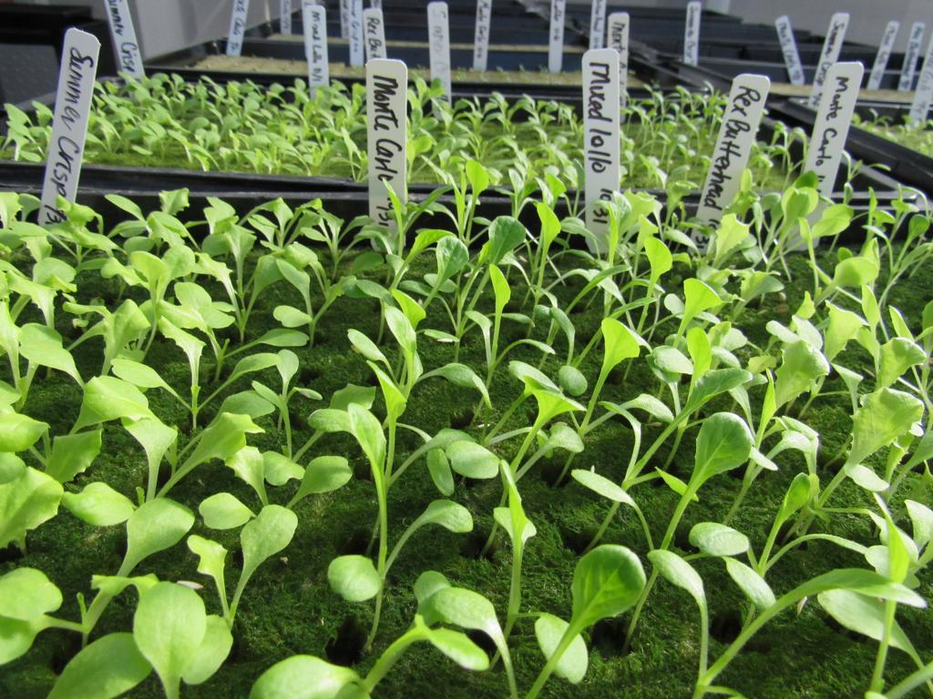 International Students Flock To Montello To Learn Aquaponics