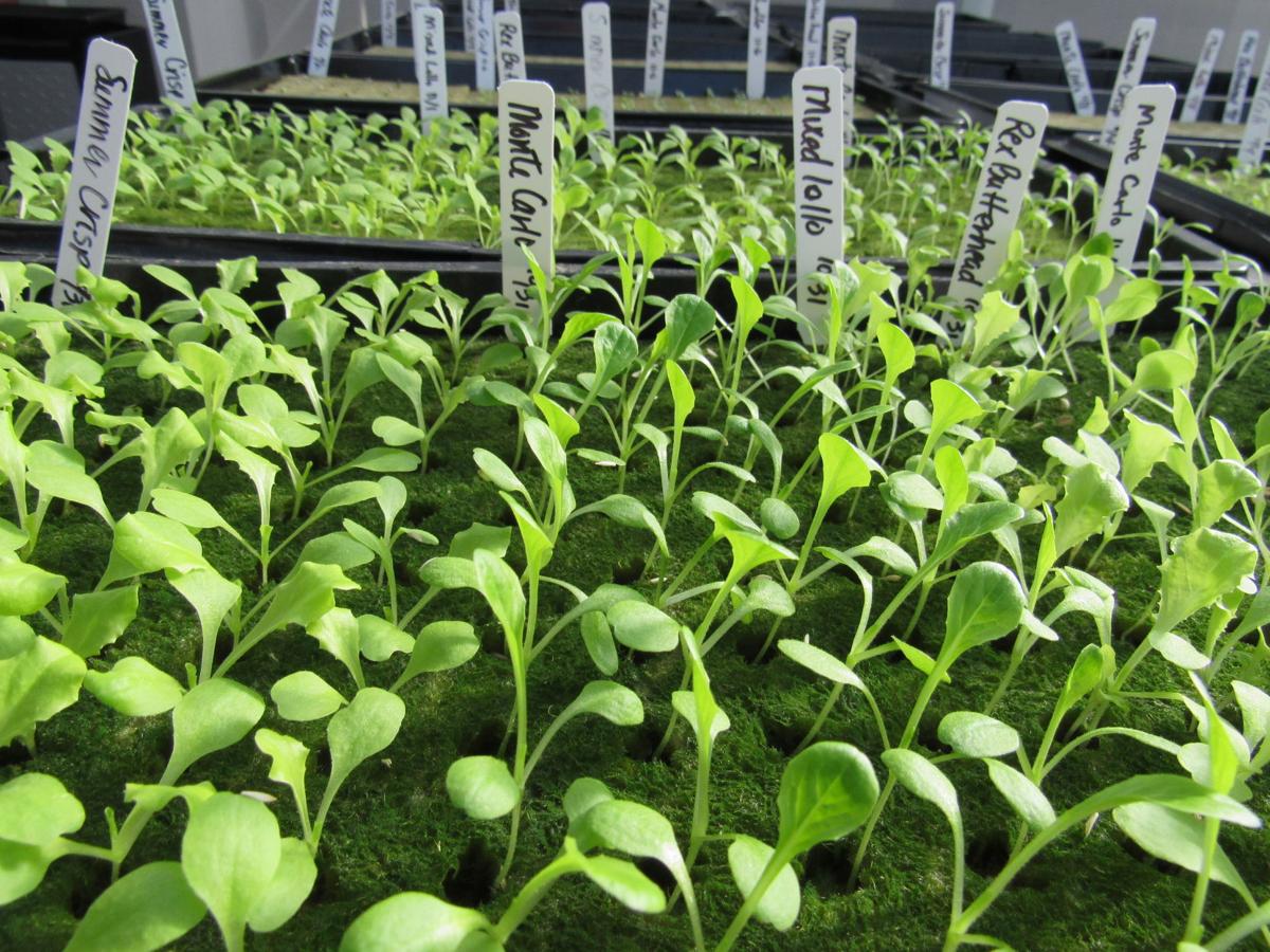 International Students Flock To Montello To Learn Aquaponics