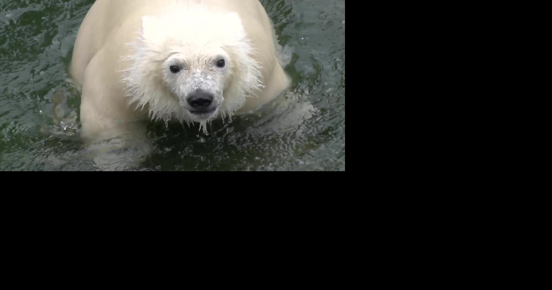 Nora the polar bear goes fishing