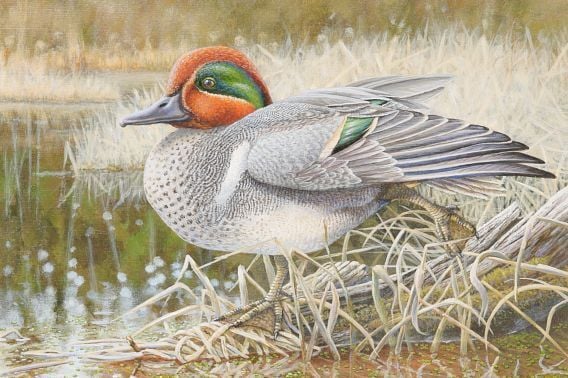 DNR Announces 2027 Wild Turkey, Pheasant And Waterfowl Stamp Design Contest Winners