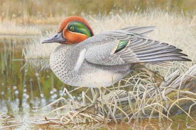 DNR Announces 2027 Wild Turkey, Pheasant And Waterfowl Stamp Design Contest Winners