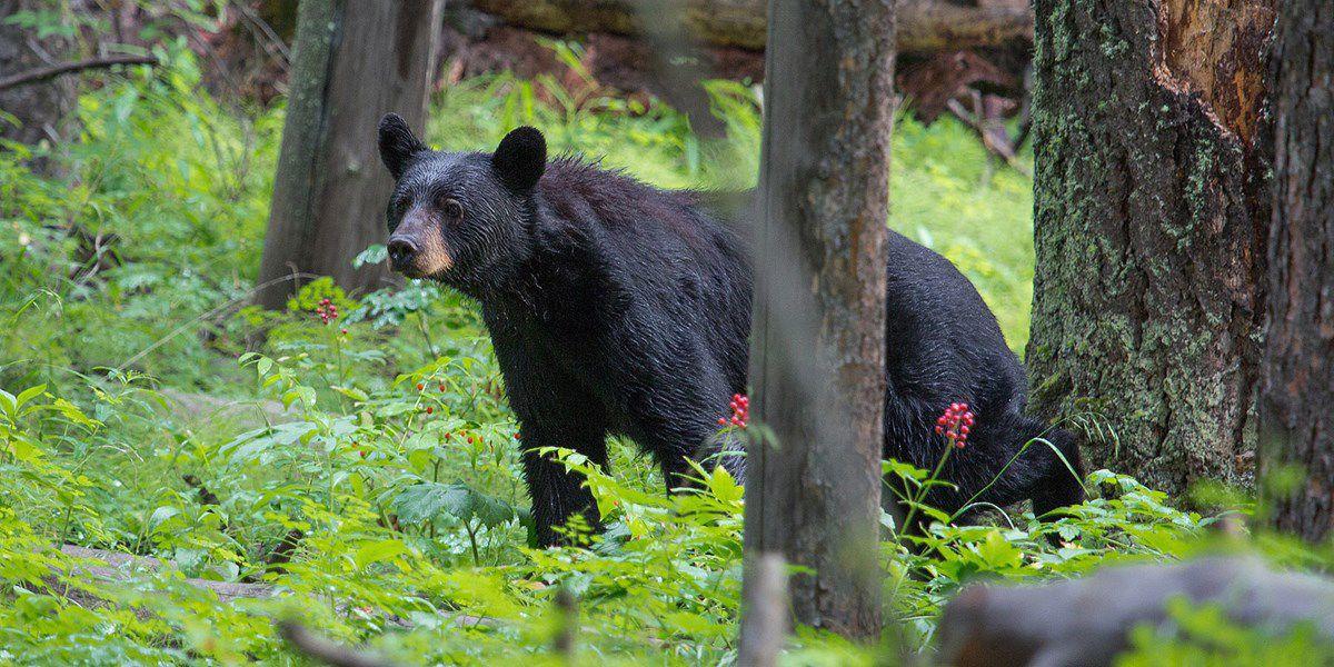 Black bear
