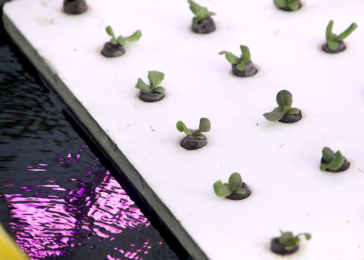 Salmon In Tanks Lettuce Under Glass Disrupt The Food Chain