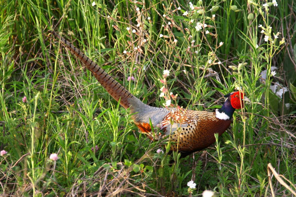 Jerry Davis Game Farm aims to release 75,000 pheasants