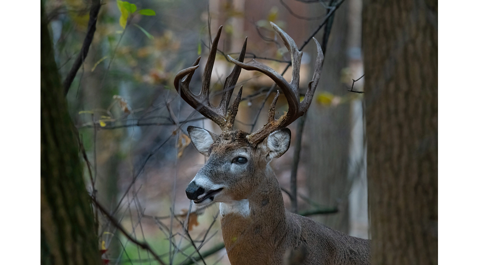 Eligible Hunters: Sign Up For Fall Gun Deer Hunt For Hunters With Disabilities By Sept. 15