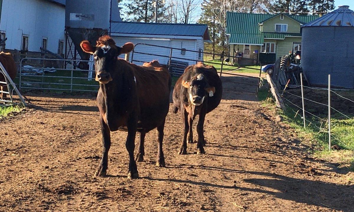 Hillside Dairy in Catawba