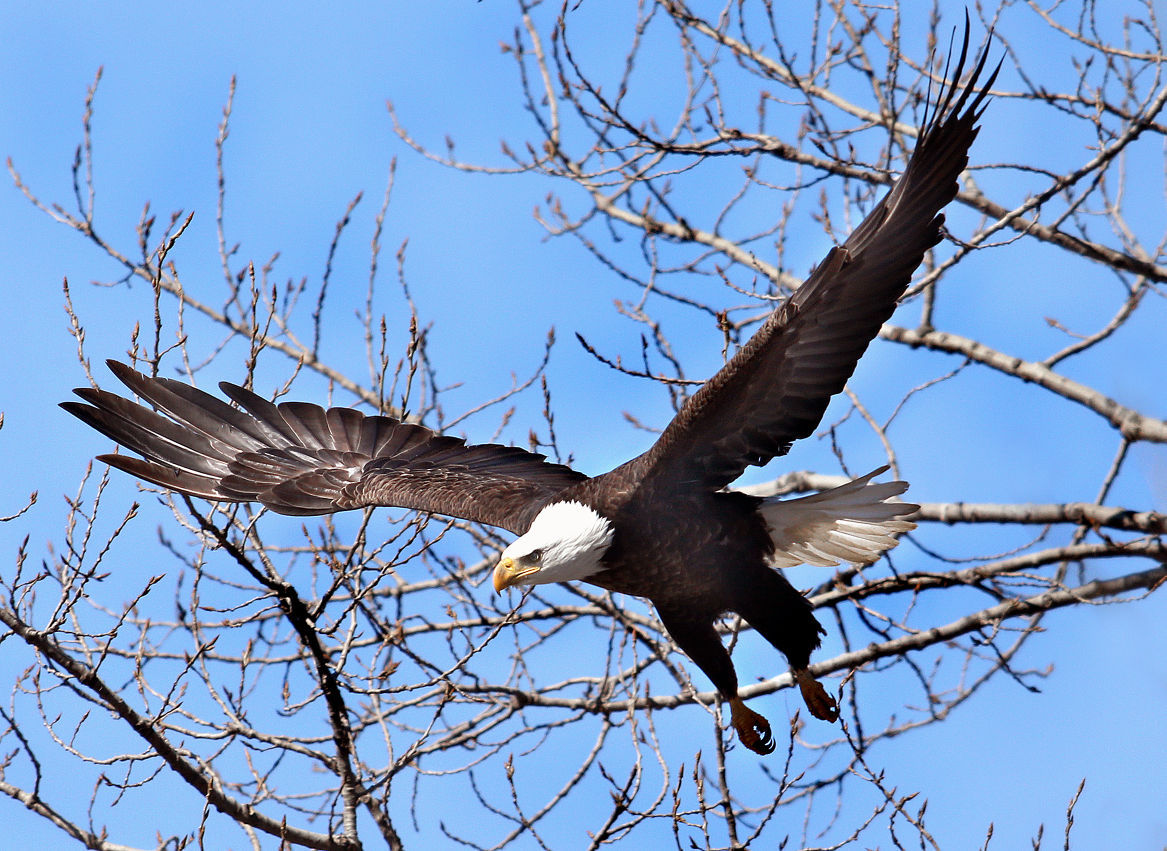 Jerry Davis: Officials scrutinizing bald eagles along Wisconsin Ruiver  corridor