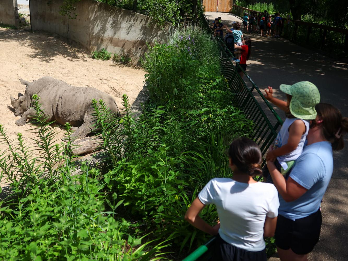 Photos: Animals stay cool at Henry Vilas Zoo
