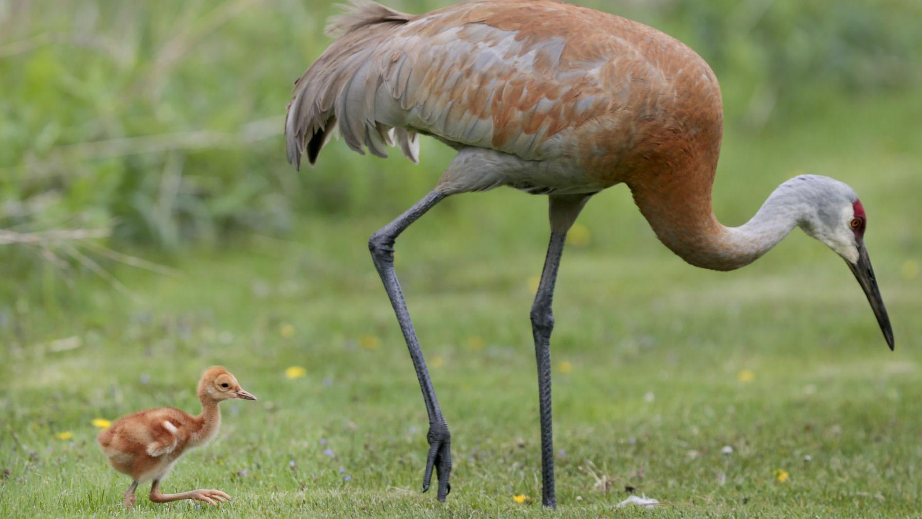 Here S A Story About Sandhill Cranes Whose Babies Are Called Colts By The Way Madison Com