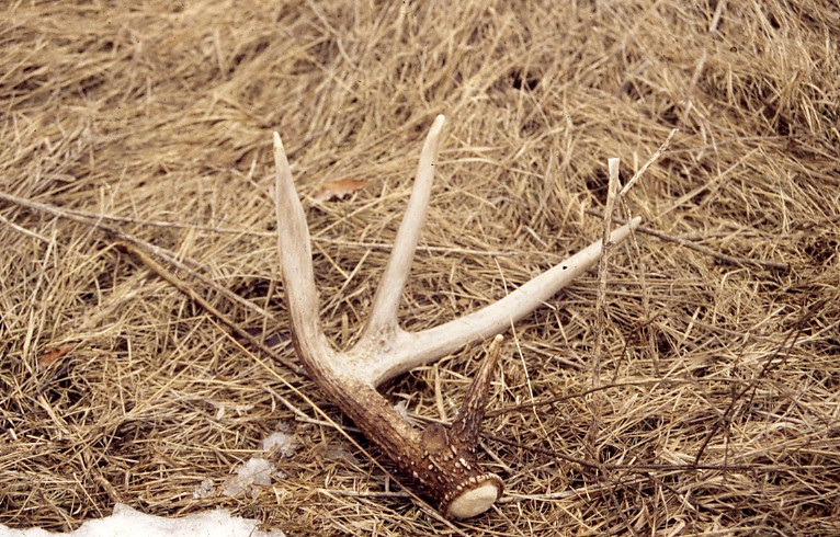 Fields and Forests: The search for dropped antlers